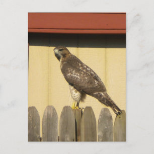 Hawk postcard