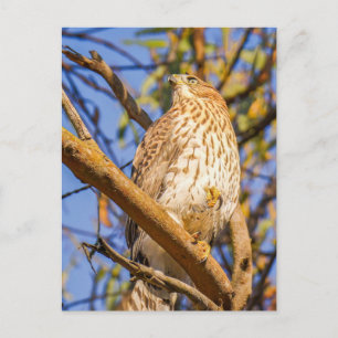 Hawk Postcard Wildlife Raptor Nature Art