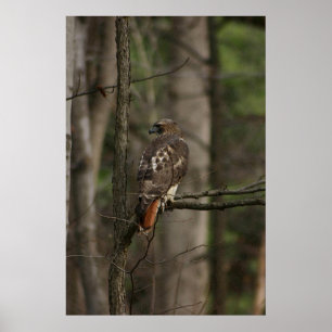Hawk Poster