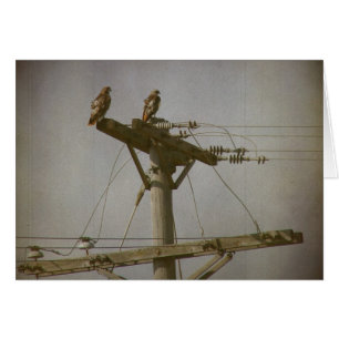 Hawk Power
