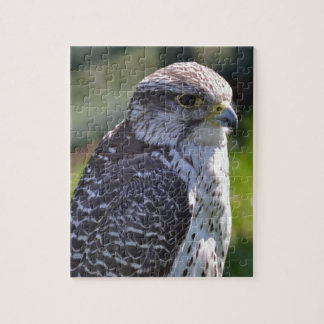 Hawk Puzzle/Jigsaw with Tin Jigsaw Puzzle