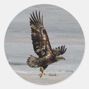 Hawk sticker