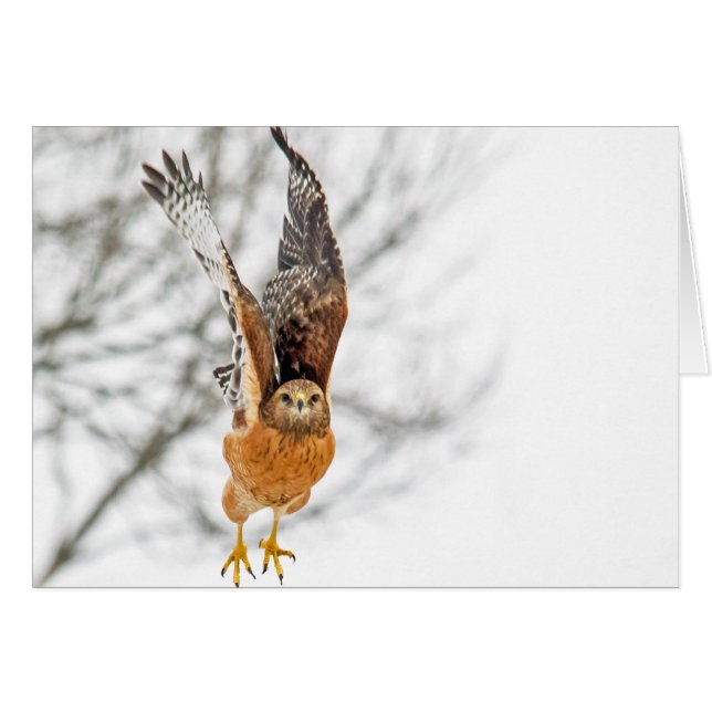 Hawk Taking Flight (Front Horizontal)