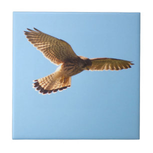 Hawk Tile