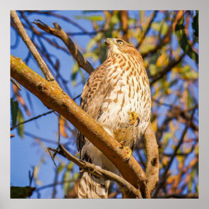 Hawk Wall Art Wildlife Raptor Photo Print