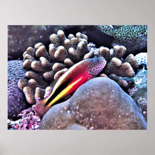 Hawkfish on Coral Poster (Front)