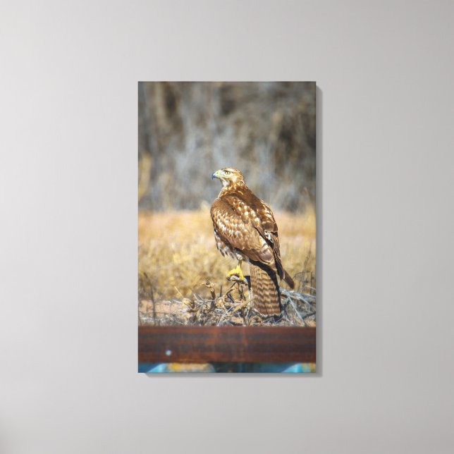hawks' eye 2 canvas print (Front)