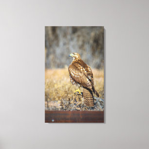 hawks' eye 2 canvas print