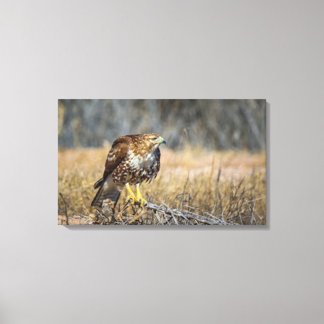 hawks' eye  canvas print (Front)