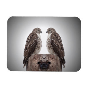Hawks on a post magnet