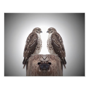 Hawks on a post photo print