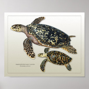 Hawksbill Adult and Juvenile Print