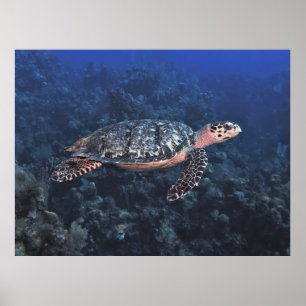 Hawksbill in Roatan Poster