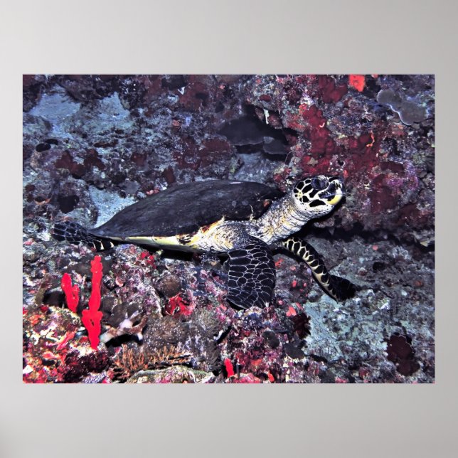 Hawksbill in the Maldives Poster (Front)