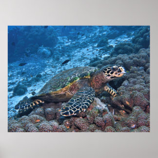 Hawksbill of Raja Ampat Poster