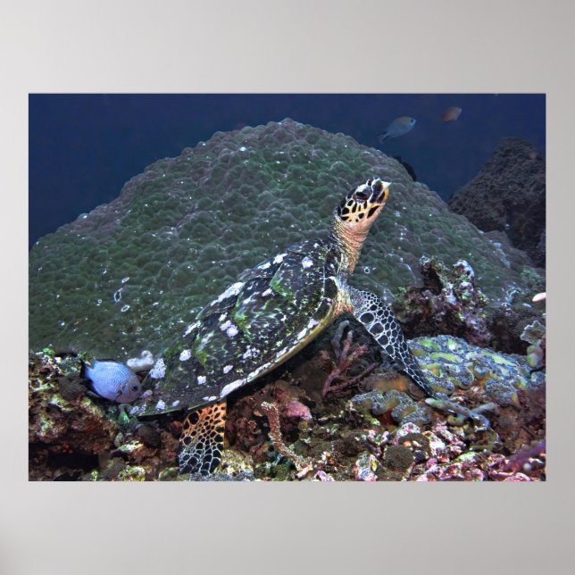 Hawksbill on the Reef Poster (Front)