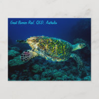 Hawksbill Sea Turtle Great Barrier Reef Coral Sea