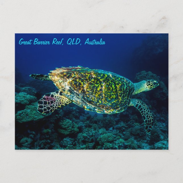 Hawksbill Sea Turtle Great Barrier Reef Coral Sea Postcard (Front)