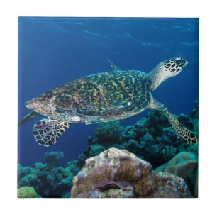 Hawksbill Sea Turtle Great Barrier Reef Coral Sea Tile