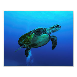 Hawksbill Sea Turtle Photo Print