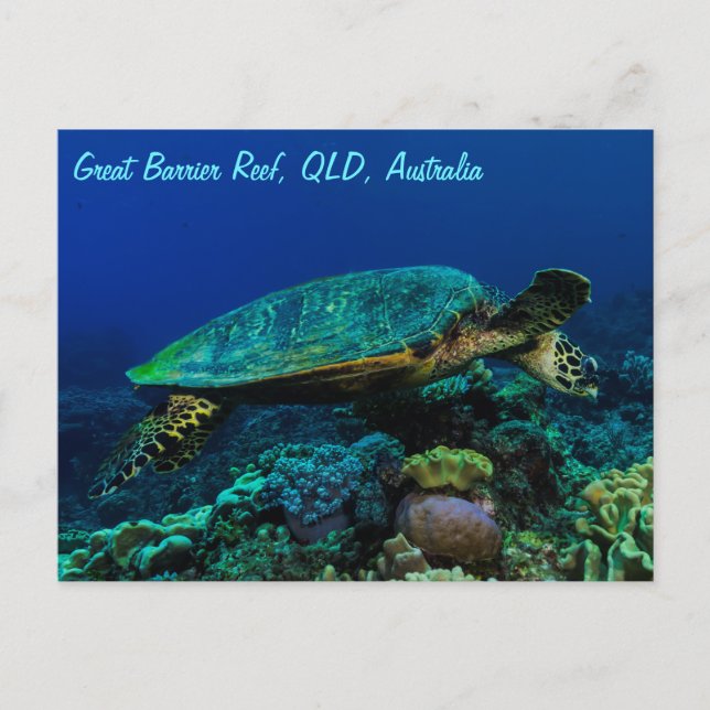 Hawksbill Sea Turtle Postcard (Front)