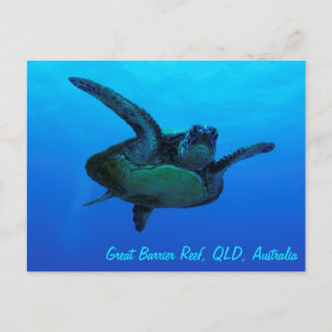 Hawksbill Sea Turtle Postcard