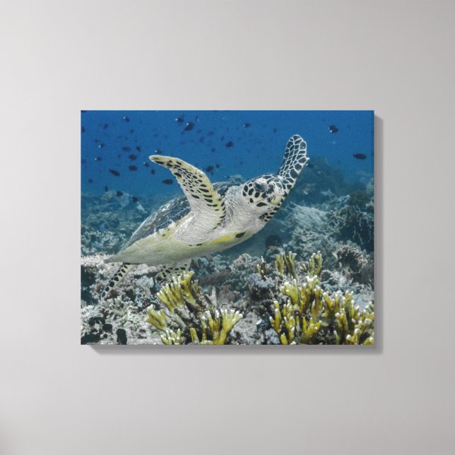 Hawksbill Sea Turtle Swimming Canvas Print (Front)