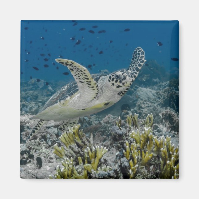 Hawksbill Sea Turtle Swimming Magnet (Front)