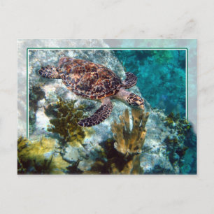 Hawksbill Sea Turtle, US Virgin Islands Postcard