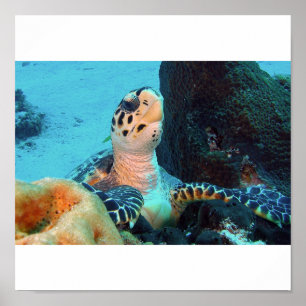 Hawksbill Turtle Poster