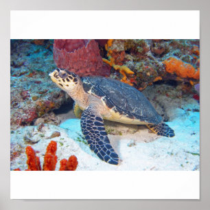 Hawksbill turtle poster