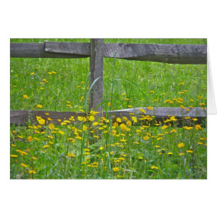 Hawkweed at Split Rail Fence Matching Items