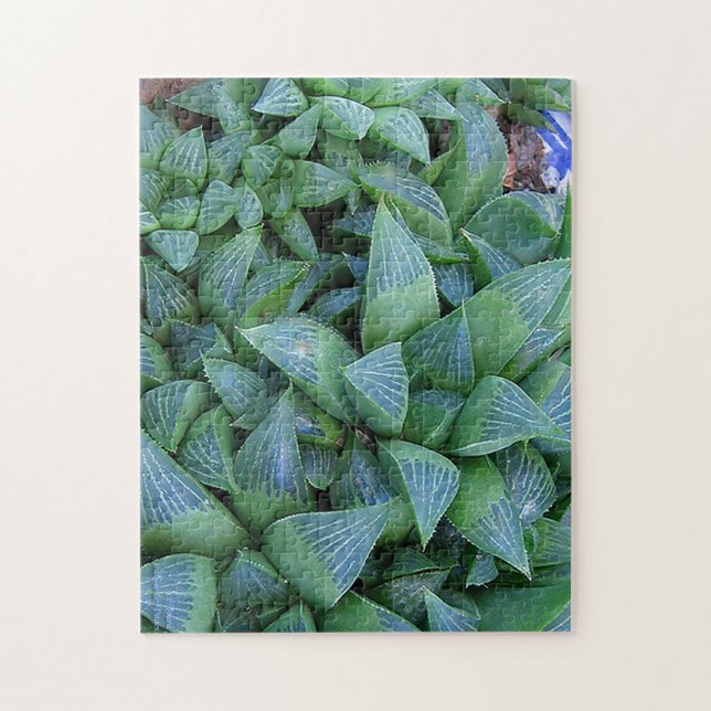 Haworthia Succulent Plants Gardener Puzzle (Vertical)