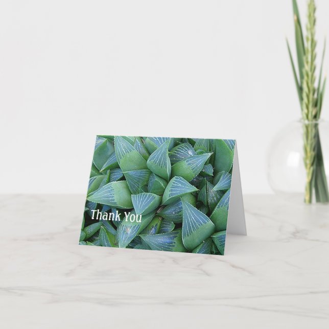 Haworthia Succulent Plants Thank You Card (Front)