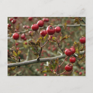 Hawthorn Berries Postcard