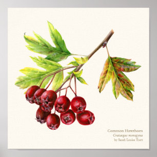 Hawthorn botanical fine art poster print