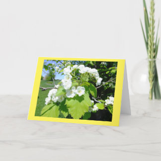 Hawthorn Flowers Blank Note Card