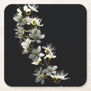 Hawthorn Flowers coastercnm Square Paper Coaster