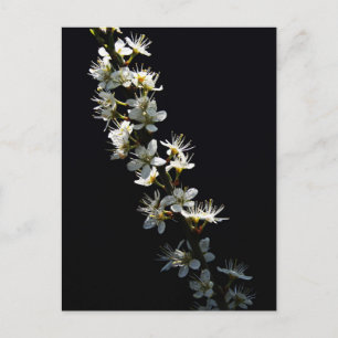Hawthorn Flowers pccnm Postcard
