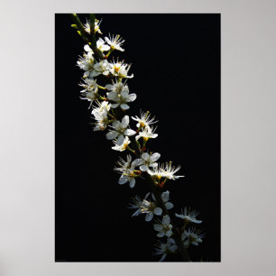 Hawthorn Flowers wapcnm Poster