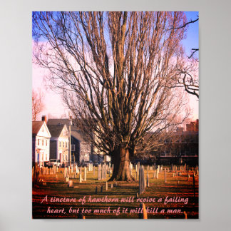 Hawthorn Tree Print