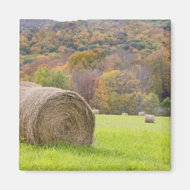 Hay bales and fall foliage on farm, magnet (Front)