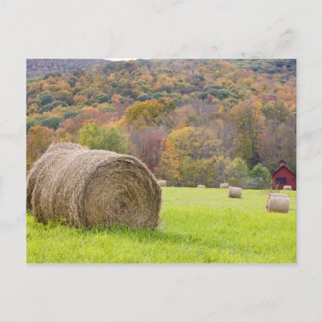 Hay bales and fall foliage on farm, postcard (Front)