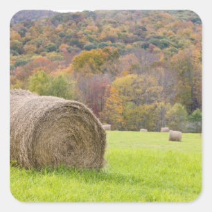 Hay bales and fall foliage on farm, square sticker