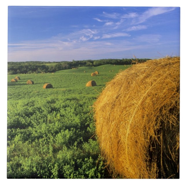 Hay Bales near Bottineau North Dakota Tile (Front)