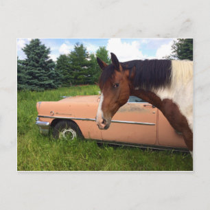 Hay! Postcard