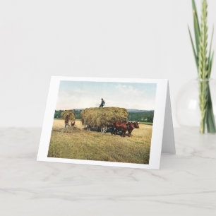 Haying in New England - Vintage 1900 Card