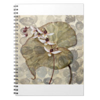 HAZ24 Amazonia 2.tif