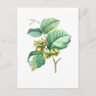 Hazel by Pierre-Joseph Redouté Postcard
