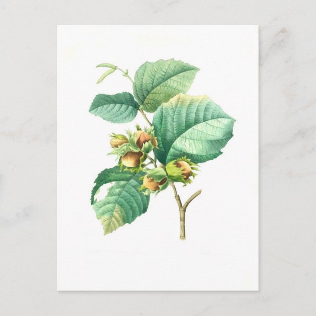 Hazel by Pierre-Joseph Redouté Postcard (Front)